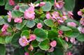 Wax Begonia